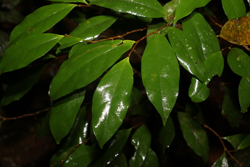 Dichapetalum papuanum (Dichapetalum papuanum)