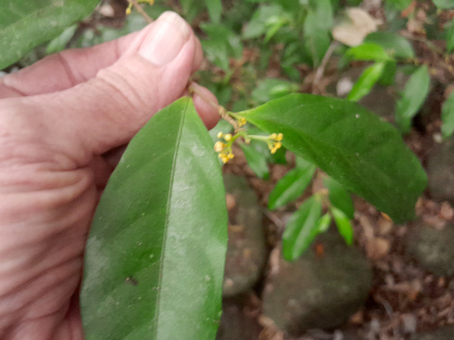 Dichapetalum papuanum (Dichapetalum papuanum)
