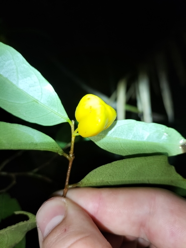 Dichapetalum papuanum (Dichapetalum papuanum)