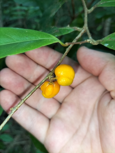 Dichapetalum papuanum (Dichapetalum papuanum)