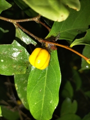Dichapetalum papuanum (Dichapetalum papuanum)