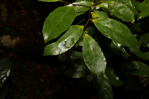 Dichapetalum papuanum (Dichapetalum papuanum)