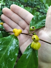 Dichapetalum papuanum (Dichapetalum papuanum)