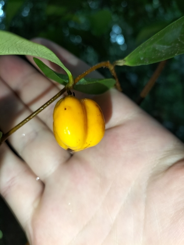 Dichapetalum papuanum (Dichapetalum papuanum)