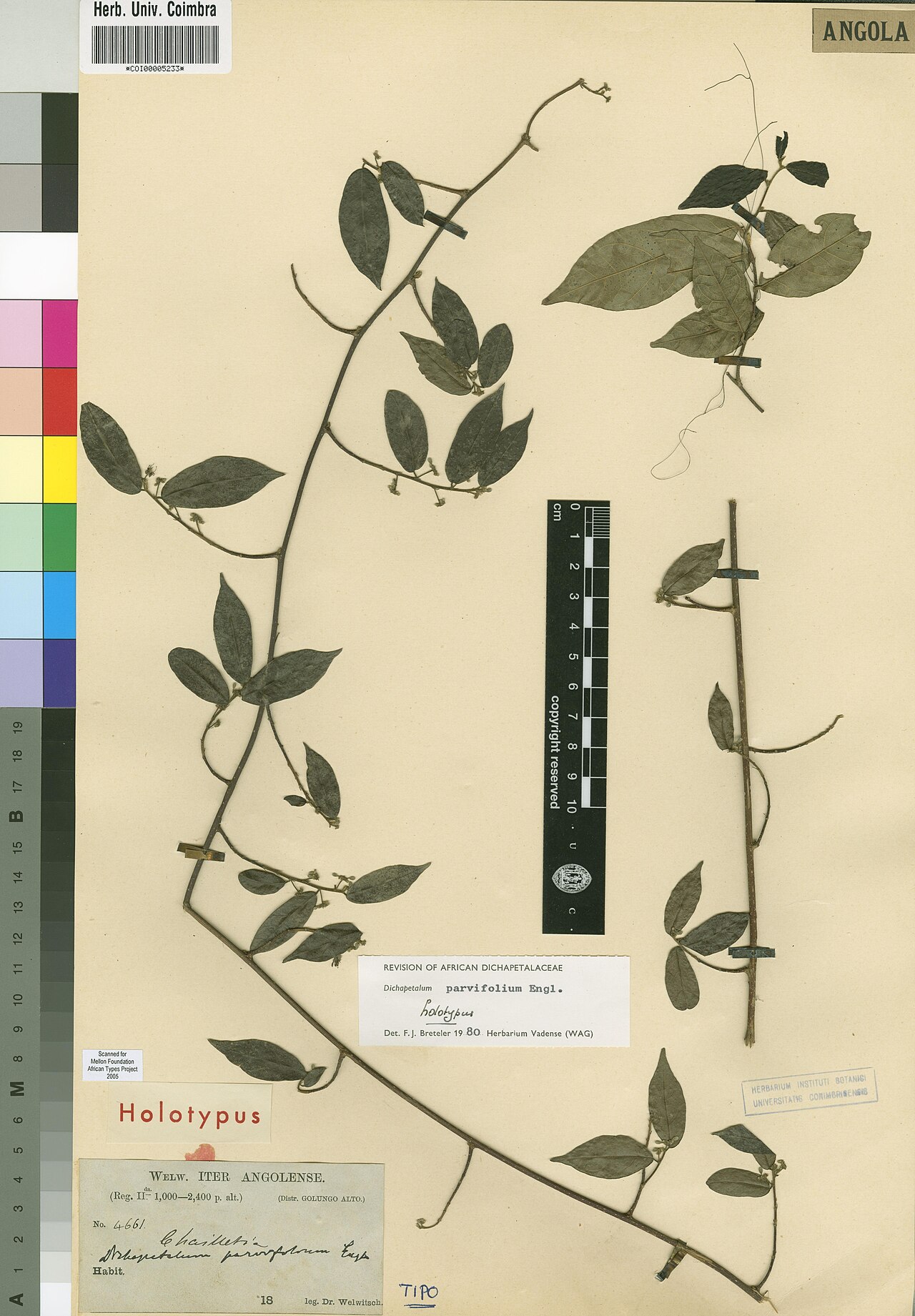 Dichapetalum parvifolium: Photograph of Holotype of Dichapetalum parvifolium at Herbarium of the University of Coimbra, Portugal (COI). Specimen COI00005233. http://coicatalogue.uc.pt/sp