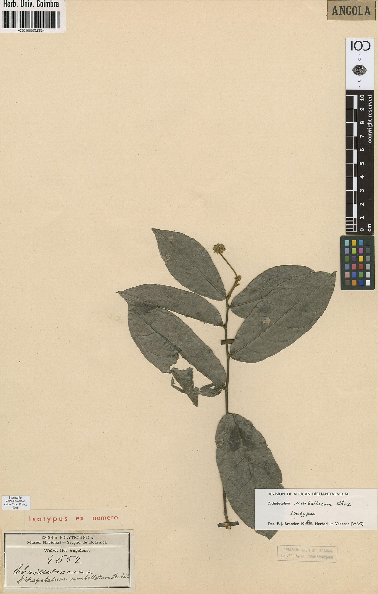 Dichapetalum umbellatum: Photograph of Isotype of Dichapetalum umbellatum at Herbarium of the University of Coimbra, Portugal (COI). Specimen COI00005235. http://coicatalogue.uc.pt/spec