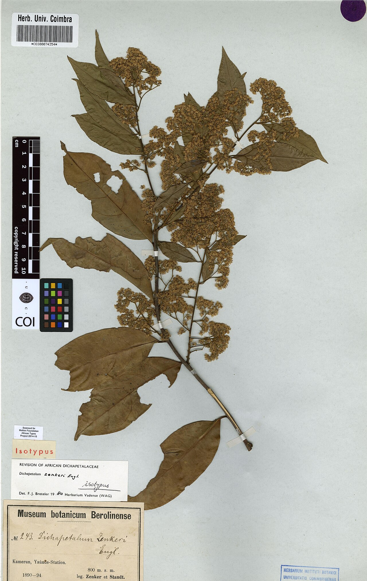 Dichapetalum zenkeri: Photograph of Isotype of Dichapetalum zenkeri at Herbarium of the University of Coimbra, Portugal (COI). Specimen COI00074354. http://coicatalogue.uc.pt/specime
