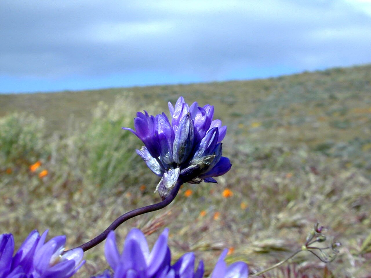 Bluedicks: Dichelostemma capitatum — Blue Dicks. In the Antelope Valley , Mojave Desert, Los Angeles County, California.