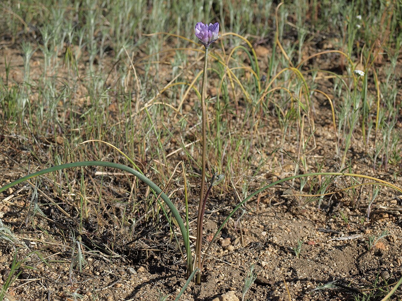 Bluedicks: bluedicks, Dichelostemma capitatum subsp. capitatum, California, Sierra Nevada, Rock Creek, Holiday Campground, Owens Valley drainage, elevation 2175 m (7135 ft