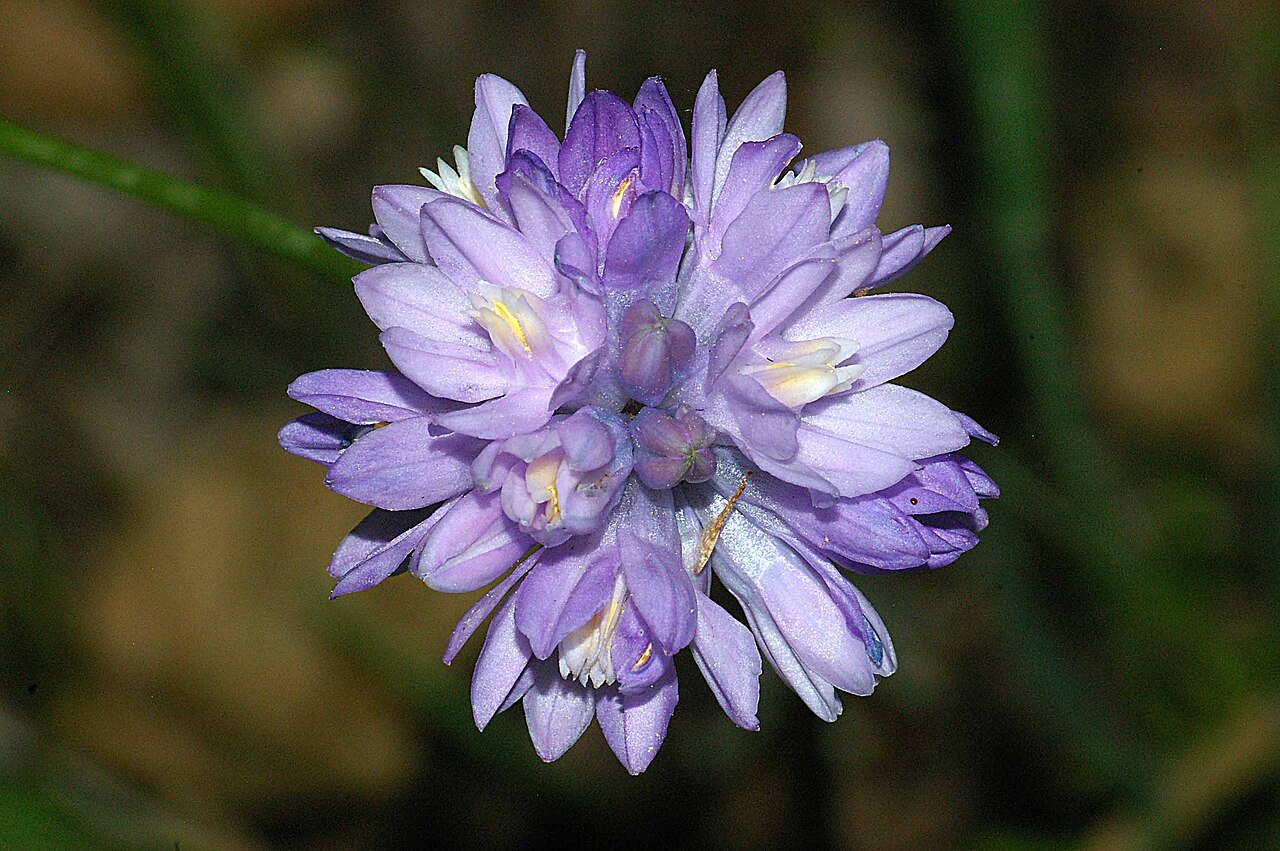 Bluedicks: CALIFORNIA - FLOWERS of San Luis Obispo Co