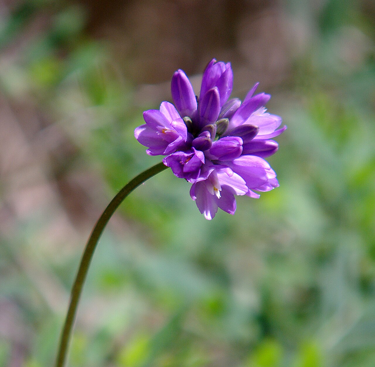 Bluedicks: CALIFORNIA - FLOWERS of San Luis Obispo Co