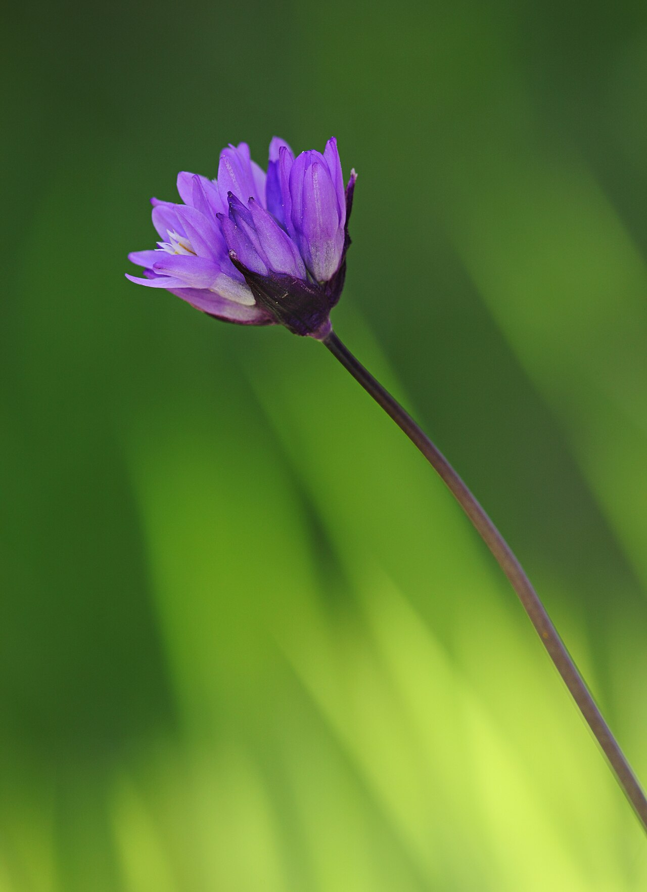 Bluedicks: Blue Dicks ( Dichelostemma capitatum ), Los Padres National Forest, California I'm not a huge fan of these flowers, but when I saw the awesome background this o
