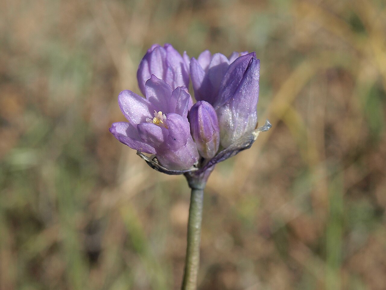 Bluedicks: bluedicks, Dichelostemma capitatum subsp. capitatum, California, Sierra Nevada, Rock Creek, Holiday Campground, Owens Valley drainage, elevation 2175 m (7135 ft