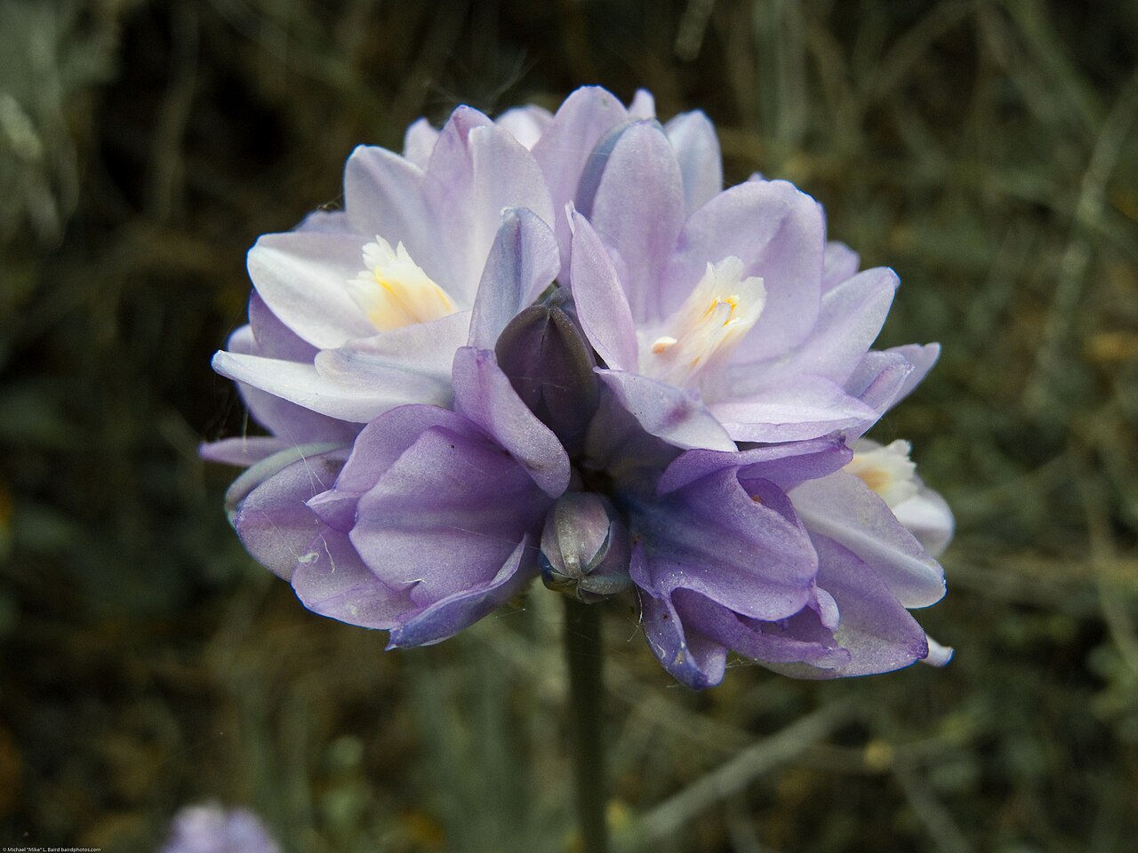 Bluedicks: Wild Hyacinth, or just Brodiae - also called Blue Dick (Dichelostemma capitatum) flower found on the 09 April 2009 Coon Creek Hike in Montana de Oro.