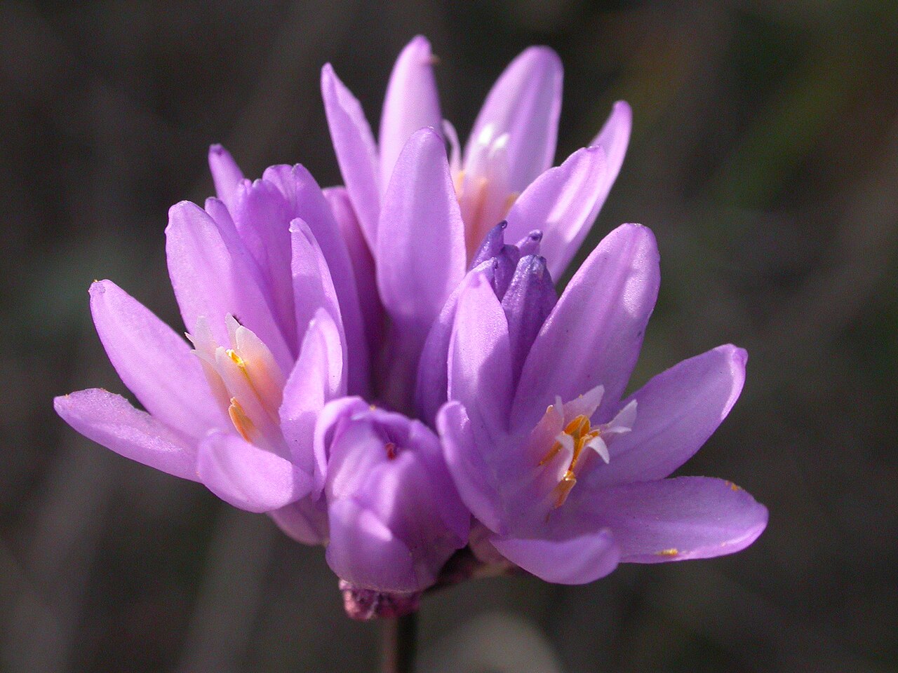 Bluedicks: Dichelostemma capitatum — Blue dicks. Plant of California chaparral and woodlands habitats. In the Voorhis Ecological Reserve at California State Polytechnic Un