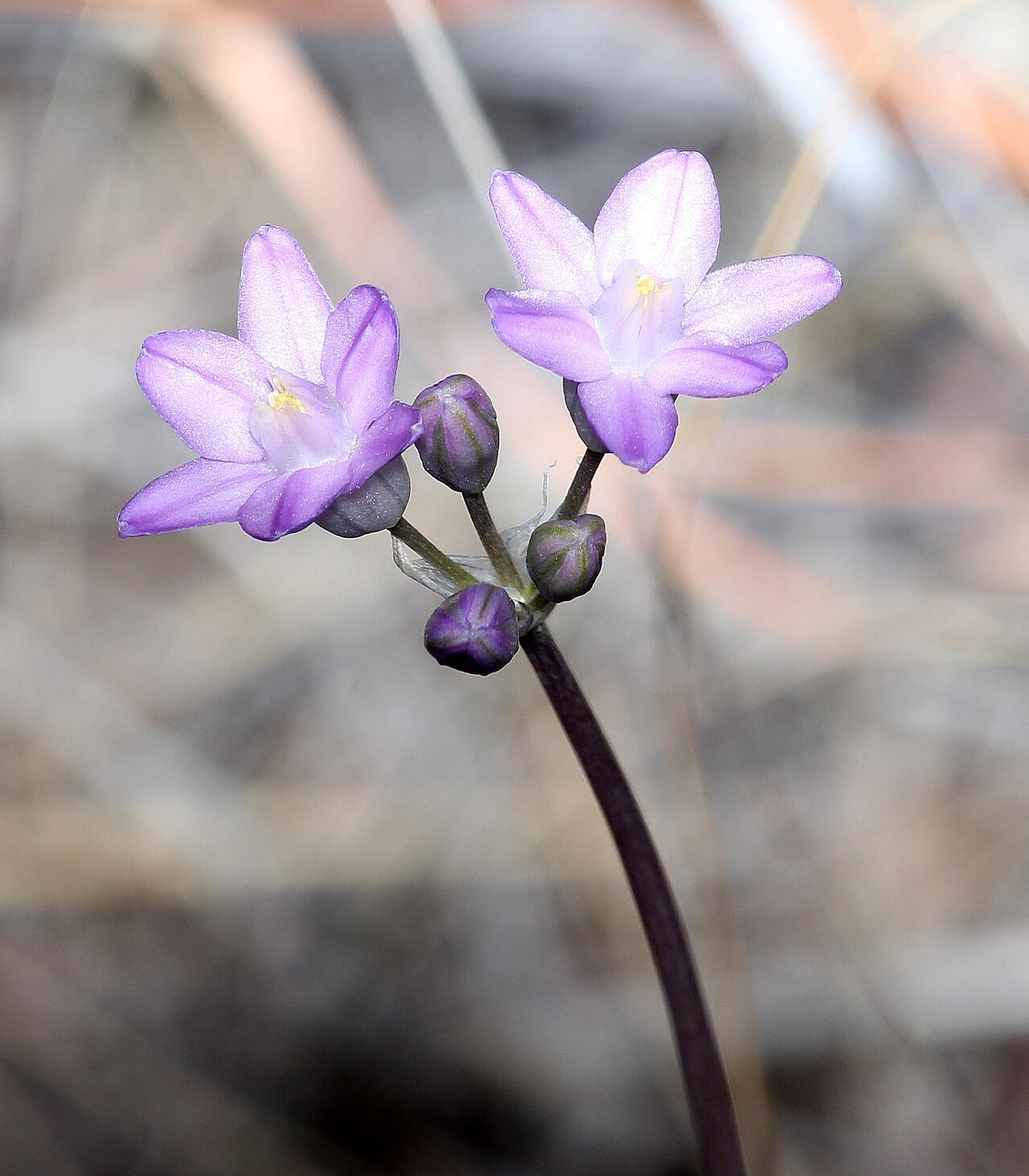Bluedicks: ARIZONA - FLOWERS