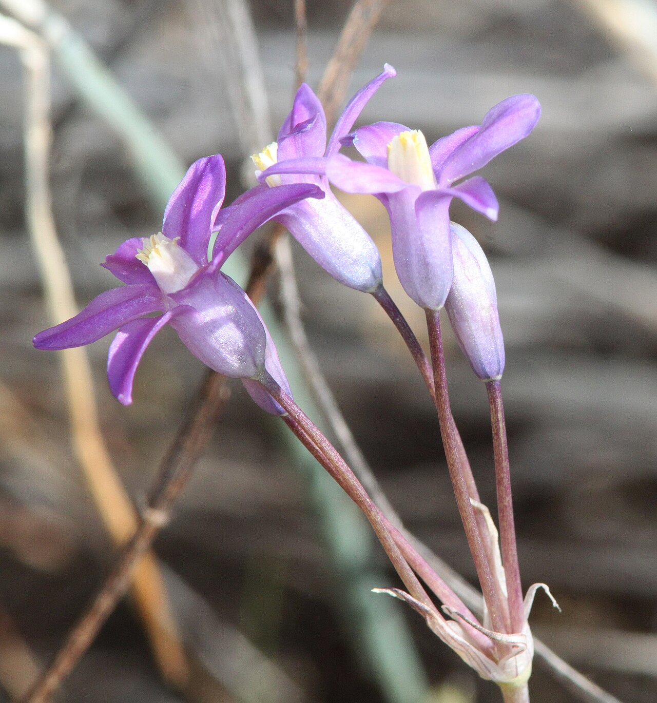 Bluedicks: The name is correct. See: http://plants.usda.gov/java/profile?symbol=DICAC5&photoID=dipu3_002_ahp.jpg The CA and AZ flowers look quite different, and apparently
