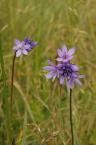 Ookow (Dichelostemma congestum)