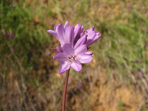 Ookow: Dichelostemma congestum