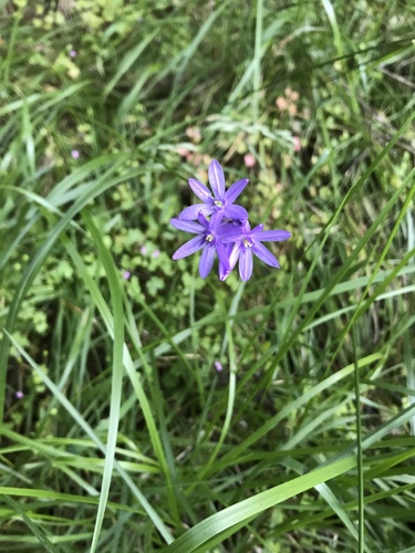 Ookow (Dichelostemma congestum)