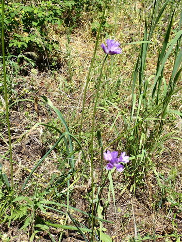 Ookow (Dichelostemma congestum)