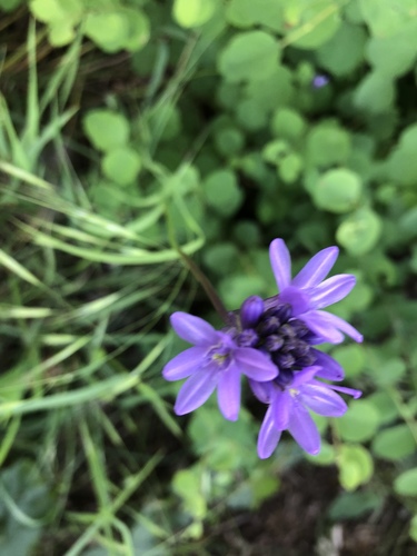 Ookow (Dichelostemma congestum)