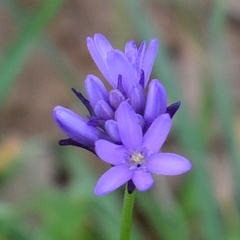 Ookow (Dichelostemma congestum)