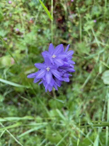Ookow (Dichelostemma congestum)