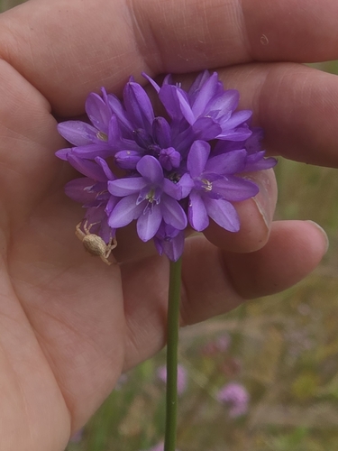 Ookow (Dichelostemma congestum)