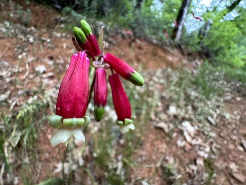 Firecracker flower (Dichelostemma ida-maia)