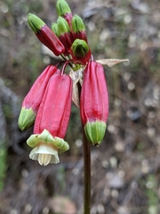 Firecracker flower (Dichelostemma ida-maia)
