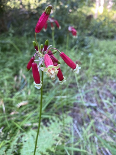 Firecracker flower (Dichelostemma ida-maia)