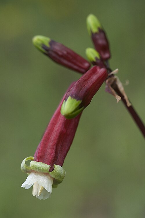 Firecracker flower: Dichelostemma ida-maia — common name: Firecracker flower. Photographed along Covelo Road, Mendocino County, California . Species from California and Oregon