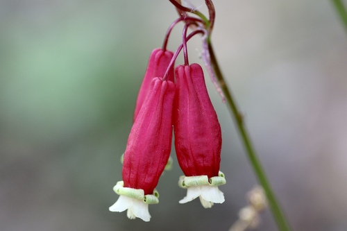 Firecracker flower (Dichelostemma ida-maia)