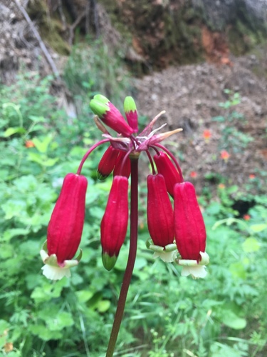 Firecracker flower (Dichelostemma ida-maia)