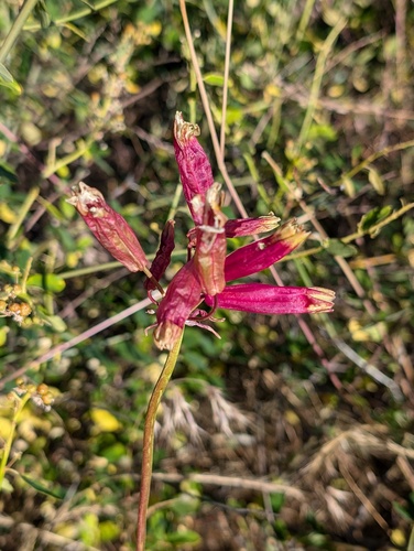 Firecracker flower (Dichelostemma ida-maia)