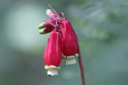 Firecracker flower (Dichelostemma ida-maia)