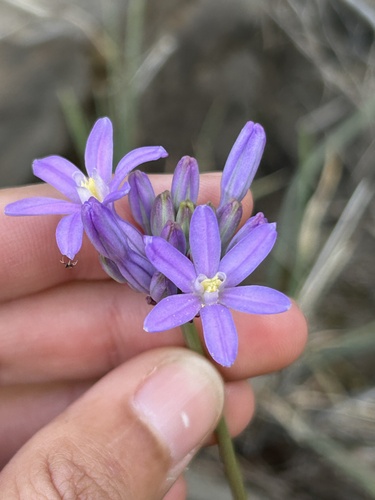 Roundtooth snakelily (Dichelostemma multiflorum)