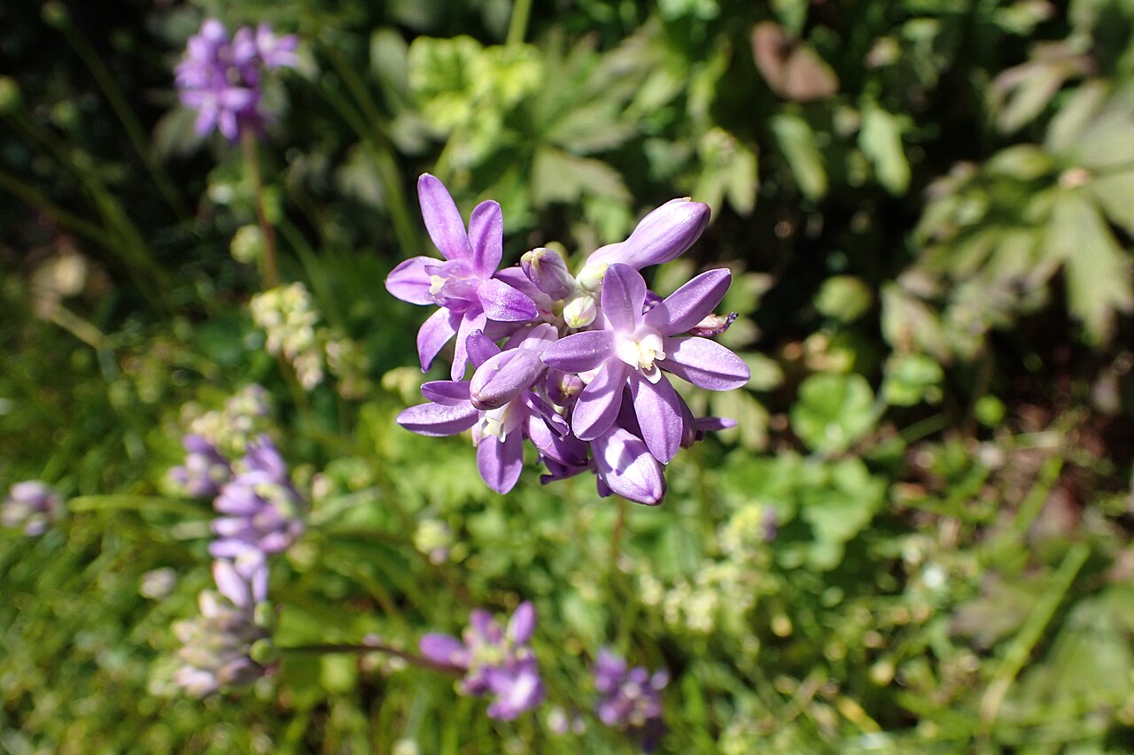 Roundtooth snakelily: Dichelostemma multiflorum in Dunedin Botanic Garden