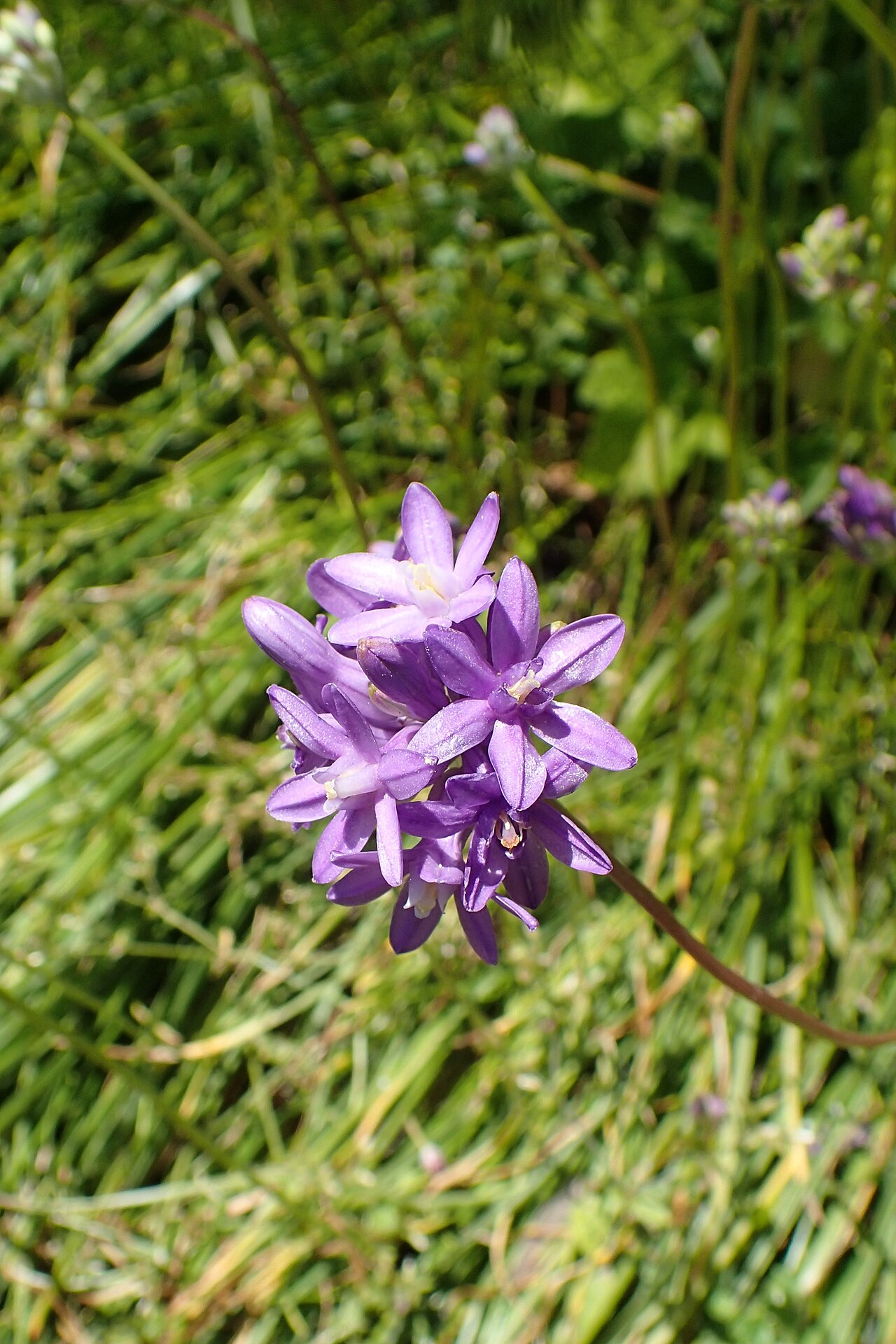 Roundtooth snakelily: Dichelostemma multiflorum in Dunedin Botanic Garden