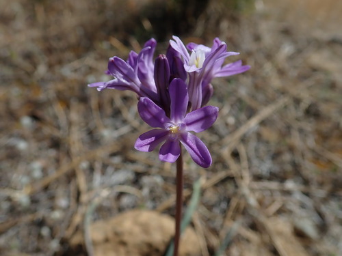 Roundtooth snakelily (Dichelostemma multiflorum)
