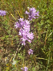 Roundtooth snakelily (Dichelostemma multiflorum)
