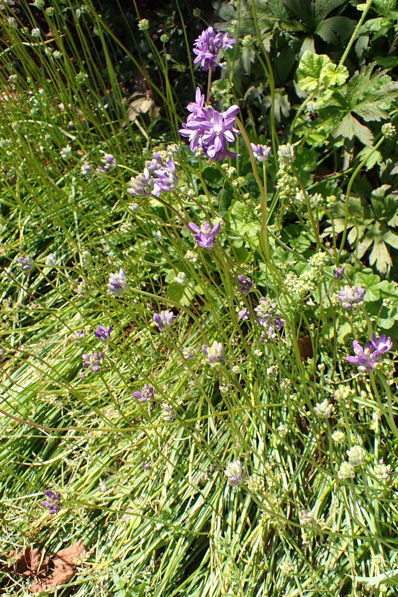 Roundtooth snakelily: Dichelostemma multiflorum in Dunedin Botanic Garden