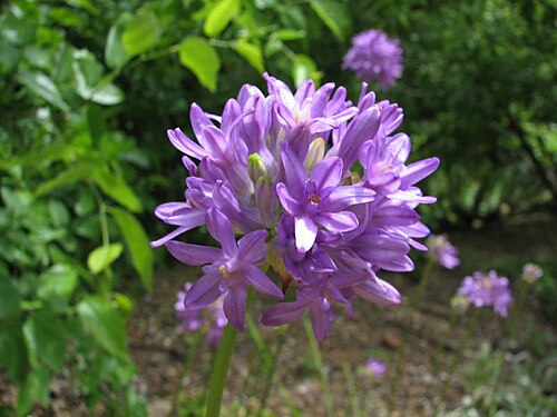Roundtooth snakelily: Inflorescence of Dichelostemma multiflorum .