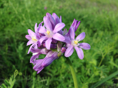 Roundtooth snakelily (Dichelostemma multiflorum)