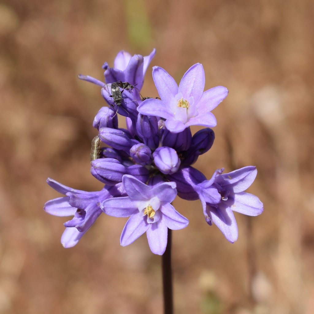 Roundtooth snakelily (Dichelostemma multiflorum)