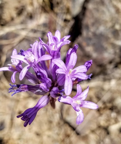 Roundtooth snakelily (Dichelostemma multiflorum)