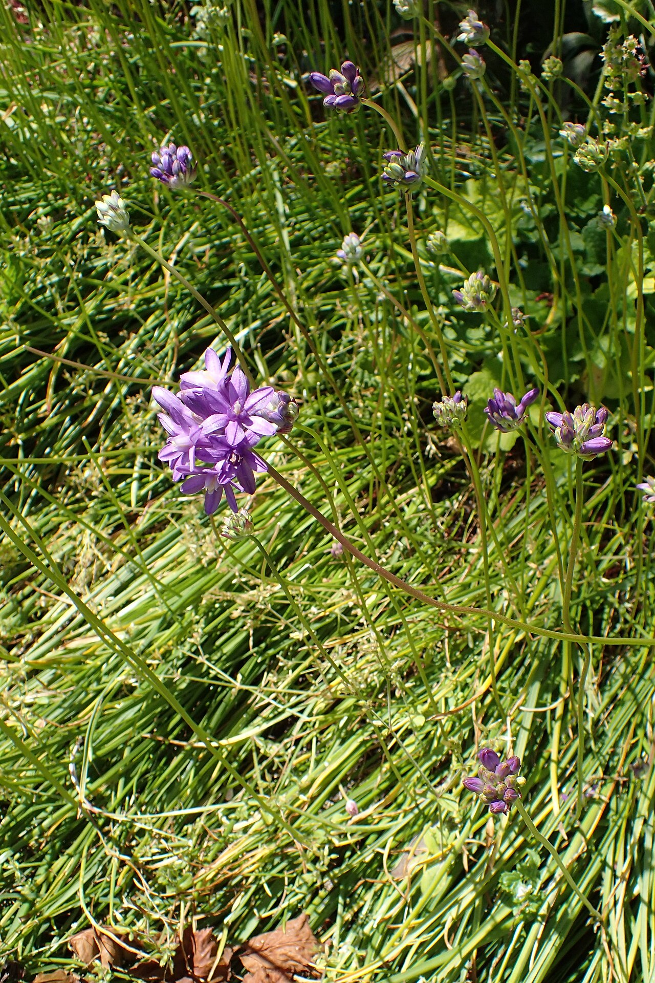 Roundtooth snakelily: Dichelostemma multiflorum in Dunedin Botanic Garden