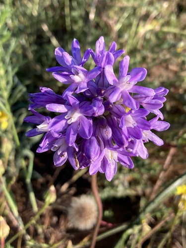 Roundtooth snakelily (Dichelostemma multiflorum)