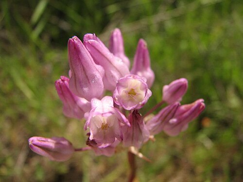 Twining snakelily: Dichelostemma volubile